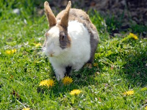 One of Canmore's numerous feral rabbits eats dandelions. The fall/ winter trapping program has captured 500 rabbits since it started two years ago. File photo