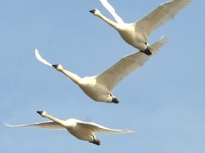 Tundra swans in flight.  OBSERVER FILE PHOTO