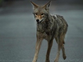 An urban coyote crosses a residential street (QMI Agency file photo)