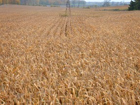 Farm field