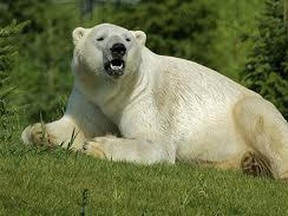 File photo of a polar bear