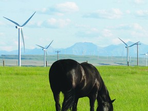 SUBMITTED PHOTO. A Windy Coulee Canadian Horse Grazes in a field against a background of Summerview wind farm turbines.