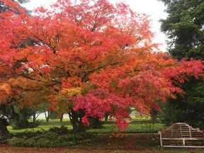 Japanese maples offer a palette of brilliant fall colours.