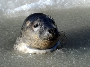 A young grey seal. (AFP photo)