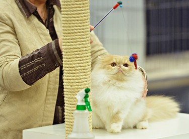 A Cat Show with judging competitions and all sorts of feline goodies to buy was held at Nepean Sportsplex in Ottawa, Saturday, November 3, 2012.(Matthew Usherwood/ Ottawa Sun)