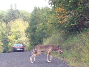 Sightings of wolves in the Kenora area are becoming less uncommon. This wolf was seen on Homestake Road at Round Lake in September 2011.
LLOYD MACK/Daily Miner and News