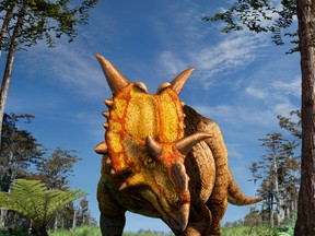 An artist's rendering of newly discovered dinosaur Xenoceratops foremostensis, which was identified from fossils originally collected in 1958, is pictured in this undated handout photo. Approximately 20 feet long and weighing more than 2 tonnes, the newly identified plant-eating dinosaur represents the oldest known large-bodied horned dinosaur from Canada. (Royal Ontario Museum/Supplied)