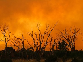 Smoke from the Wallow Wildfire surround trees in Eagar, Arizona June 7, 2011. Two cousins who admitted to accidentally starting the blaze have been ordered to pay $3.7 million to cover losses from the fire.