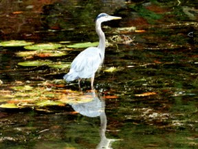 File photo
A blue heron forages in the shallow shallows of a bay this fall when the St. Lawrence River was at lowest level. Some rain over the past two months has helped the water-level conditions.