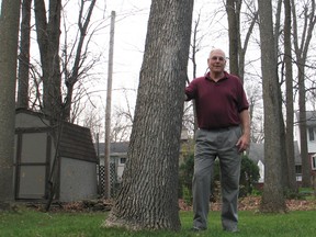 John Irvine stands among ash trees in his backyard in the Riverdale neighborhood. The Cornwall resident is concerned the city isn't doing enough to prepare for the arrival of the emerald ash borer and its potential devastation to trees. 
Cheryl Brink staff photo