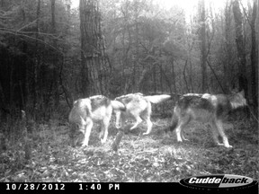 Trail cameras capture a pack of wolves on the hunt.
JEFF GUSTAFSON/Daily MIner and News