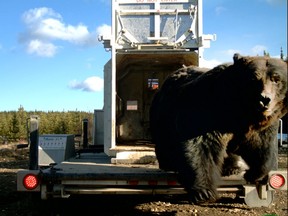 This grizzly was relocated from the Chain Lakes, near Nanton, Alberta, area after he was causing havoc with area ranchers.