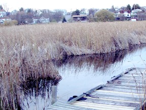Boaters along Laurensons Creek got a big surprise in October 2010 after a chunk of shoreline bull rushes broke away and blocked navigation at the Eighth Avenue bridge. The city’s operations department tried to come up with a way to reopen the waterway.
FILE PHOTO