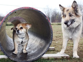 Missy, a seven-year-old Tibetan spaniel, left, plays hide-and-seek with her 10-year-old German shepherd/husky mix buddy Sheba at the Riverview Off Leash Dog Park on Tuesday. The dogs' owner Lorraine Horner took the pups out for an afternoon stroll, where they were joined by at least a half-dozen other playful canines.