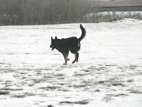 This dogs enjoys a frolic at the Nose Creek Park off-leash area Tuesday.
