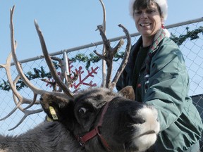 Reindeer farmer Louise Sherwood stands with one of two reindeer she had on display at the Metro grocery store on Wednesday. Sherwood and her husband have a herd of 10 reindeer they use for promotional events during the festive season.