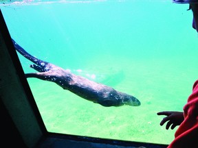 The acquisition of two North American river otters, similar to these animals on display in Peterborough, are among the final loose ends to be tied up if Brockville's Aquatarium hopes to meet its June 14, 2013 deadline to open to the public (CLIFFORD SKARSTEDT/QMI Agency).