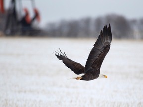 A bald eagle takes flight from a field near the Emerson Trail west of Sexsmith. The large birds of prey are also seen feasting on road kill along with ravens and magpies. (Randy Vanderveen Special to Peace Country Sun)