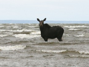 North Bay Police Service issued a warning to the public Friday morning after several moose were seen travelling the roads of West Ferris. This young cow appeared to be waiting for help in the shallow waters of the Lake Nipissing bay between the Watersun condos and First Rocky Point. (Dave Dale The Nugget