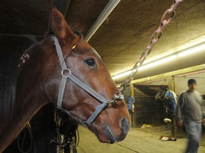 In this file photo, Sturgeon Seelster waits patiently in a stall in barn D at Sudbury Downs to be prepped up to race last season. GINO DONATO/THE SUDBURY STAR