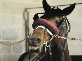 In this file photo, SF Celebration waits for horseman/trainer, Mike Noble to go for a pre-race jog around the track at Sudbury Downs. l
GINO DONATO/THE SUDBURY STAR