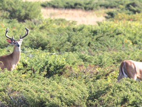 These majestic white tail deer buck were seen on Manitoulin Island this summer. Area Ministry of Natural Resources staff this past week was checking the growth of the deer being harvested during the hunt. The data collected will assist them to know how the deer population in this popular area is doing. Photo supplied.