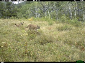 PHOTO COURTESY OF PARKS CANADA. Motion sensitive cameras in Waterton Lakes National Park have captured a rare photograph of a mother cougar and her kittens on a game trail west of the bison paddock. Using this photograph, researchers are able to learn more about elusive species in Canada's national parks.