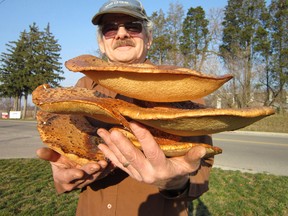 Bracket fungus on trees can get big, but rarely do you see a conglomeration this huge. Bill Kozack of Simcoe cut this 10-pound mass from the crotch of an oak tree near the cemetery in St. Williams. (MONTE SONNENBERG Simcoe Reformer)