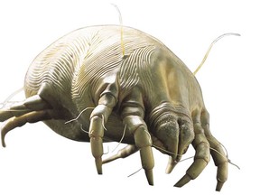 Did you know you have 3 million of these dust mites in your bed each night? Allergydirect.com is an e-commerce business providing allergy relief products for the home and allergy-related information worldwide. 
QMI AGENCY