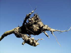 To deal with clubroot infestations throughout the county, administration will be working with canola growers to review the policy for the industry. SUBMITTED