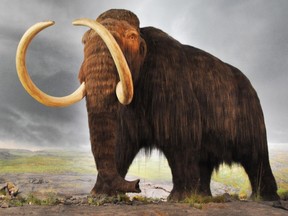 A recreation of a woolly mammoth as featured in a B.C. Museum
