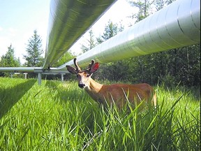 A deer stands under an Imperial pipeline in Cold Lake, Alta.