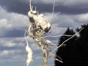 Clubroot galls were found to afflict 138 out of the 826 canola fields that Leduc County agricultural staff inspected this past season, though staff said the average severity of the infections were less serious than in previous seasons.