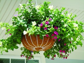 A basket of petunias flourishes.