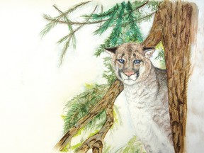 Cougar illustration by Sherri Lavigne