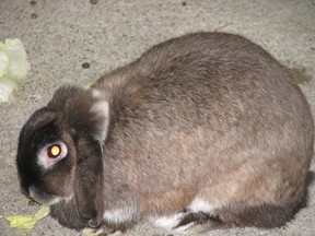 Long-earred rabbit at Hillside Kennels