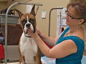 HEATHER CARDLE, for The Expositor

Ernie, a boxer, and owner Shawn Mealey travelled from Sudbury to compete on the weekend in the Brantford and District Kennel and Obedience Club's Canine Christmas Classic at the civic centre