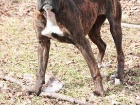 A photo of Miya before she went missing in July 2012. It's believed the dog has been spotted in Tillsonburg several times over the last week.