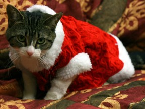 Pinkers, a one-year-old cat that's been an SPCA resident since September, gets in the holiday fundraising spirit. AMANDA RICHARDSON/TODAY STAFF