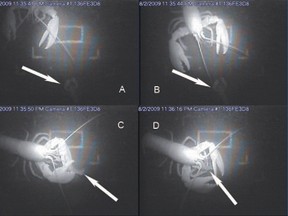 An adult lobster eats a tethered juvenile lobster (as indicated by the arrows) in these handout pictures taken from an infrared camera on the ocean floor near Maine. (REUTERS/Gregory Oppenheim/Handout)