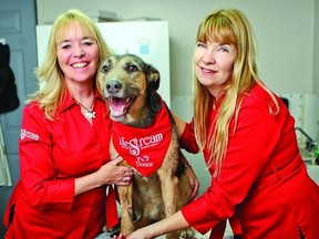 (left to right) Sandra Powell, president  of LifeStream Animal Blood Bank, Powell's dog Haimish and Joan Tremblay, vice president of LifeStream Animal Blood Bank, pause to smile as Haimish has his blood taken. By donating his blood, Haimish is helping other dogs that have surgery, or experience some kind of trauma.     Supplied photo-Jessica Tremblay