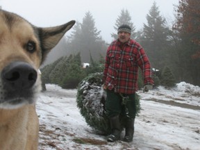 Farmer Bob brings a Christmas Tree out to the front of his Mockingbird Hill Farm under the watchful eye of his farm dog. Bob Cuerrier has been selling Christmas trees for 60 years. Customers can pick a tree from the front lot or hike into the Christmas tree meadow and cut one down for a traditional experience.