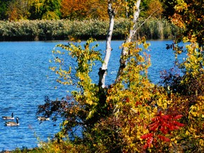 A pair of Canada Geese float past a pallet of turning leaves on Lake Chipican in Sarnia's Canatara Park. (The Observer file photo)