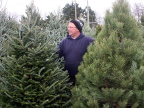 Bob Teal of Lisa Teal's Christmas Trees at the Canadian Tire Kingston Centre parking, with a couple of varieties of trees on Tuesday. (Ian MacAlpine/The Whig-Standard)