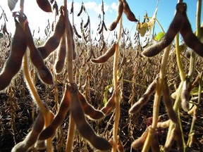 Soybeans (John Miner, The London Free Press)