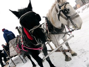 A pair of horses wait to take passengers on a winter sleigh ride to raise funds for the Christmas Bureau at the Currents of Windermere last weekend. TREVOR ROBB Edmonton Examiner