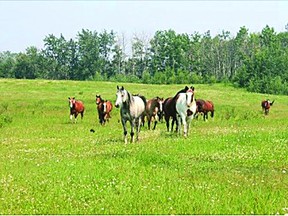 A Peterborough man faces 11 counts of animal cruelty under the Ontario SPCA Act after seven horses were removed from an area farm Friday, the Ontario SPCA said. QMI AGENCY file photo