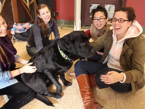 Peter the dog gets some attention from Queen's University students Lindsay Bjornson, left, Victoria Attridge, Christine Ly and Dominique Dupuis during the Critters On Campus event Wednesday afternoon, a kind of pet therapy program for students facing the stress of exams. (Michael Lea/The Whig-Standard)