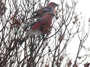 The pine grosbeak is a common winter feeder bird in Northwestern Ontario.
LLOYD MACK/Daily Miner and News