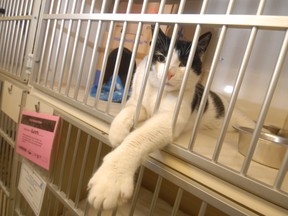 A cat is shown at the Stratford-Perth Humane Society. The recent euthanization of 21 cats has strained the relationship between the local shelter and Kitchener-Waterloo management.